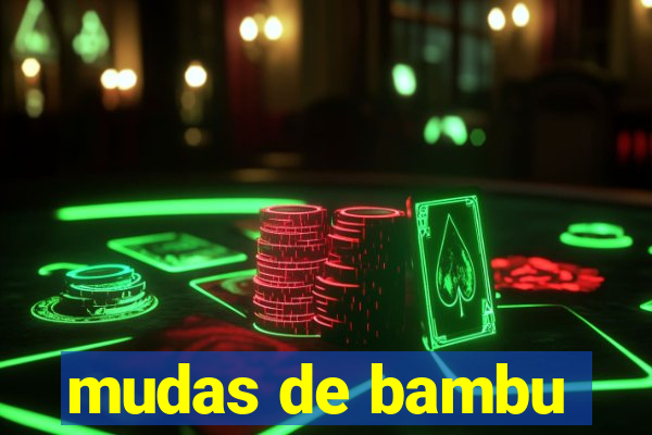 mudas de bambu