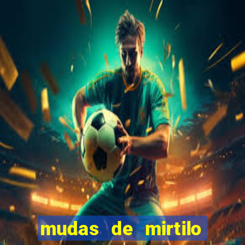 mudas de mirtilo em porto alegre