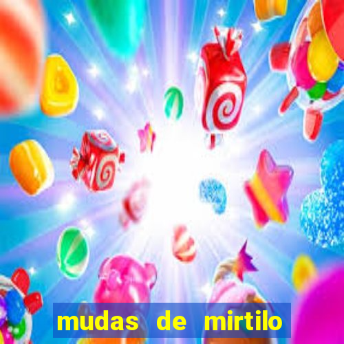 mudas de mirtilo em porto alegre