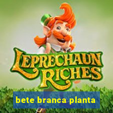 bete branca planta