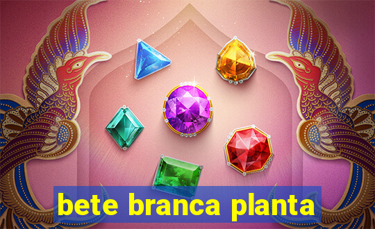 bete branca planta