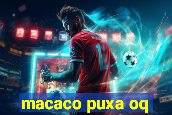 macaco puxa oq