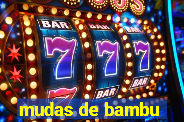 mudas de bambu